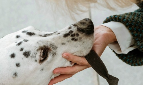 Vivian Pet Requirements  Cover Image